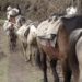 Three chiwogs in Yallang Gewog turn to ropeway idea as road access remains out of reach